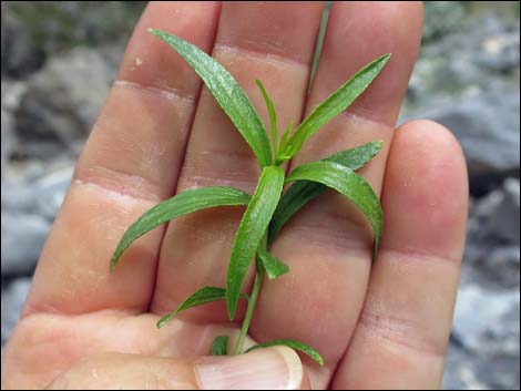 Seep Willow (Baccharis salicifolia)