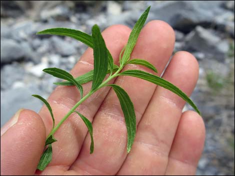 Seep Willow (Baccharis salicifolia)