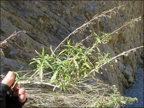 Seep Willow (Baccharis salicifolia)