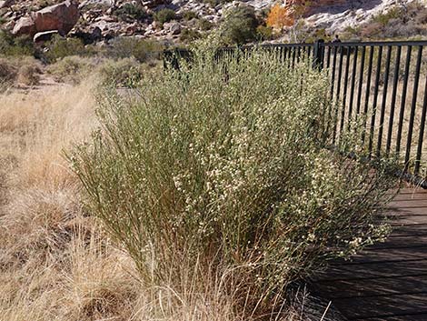 Broom Baccharis (Baccharis sarothroides