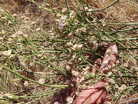 Broom Baccharis (Baccharis sarothroides