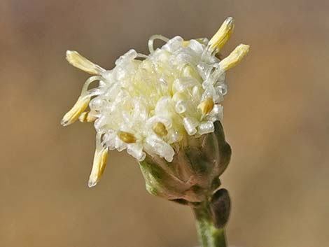 Broom Baccharis (Baccharis sarothroides