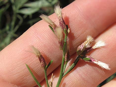 Desert Baccharis (Baccharis sergiloides)