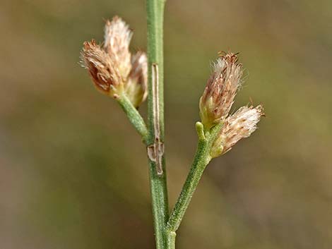 Desert Baccharis (Baccharis sergiloides)