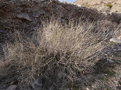 Sweetbush (Bebbia juncea)