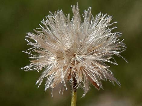 Sweetbush (Bebbia juncea)