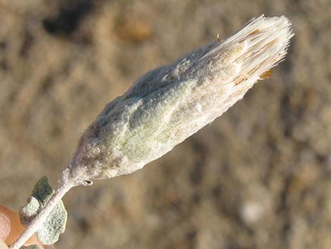 Woolly Brickellbush (Brickellia incana)