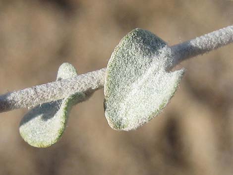 Woolly Brickellbush (Brickellia incana)