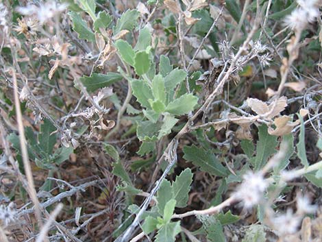 Littleleaf Brickellbush (Brickellia microphylla)