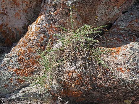 Littleleaf Brickellbush (Brickellia microphylla)