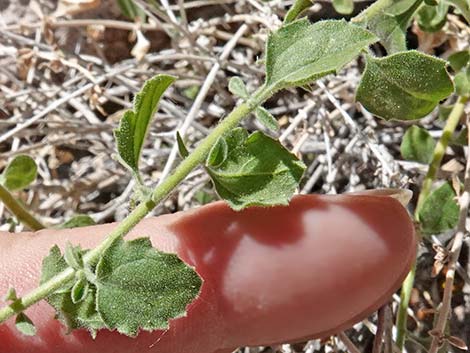 Littleleaf Brickellbush (Brickellia microphylla)