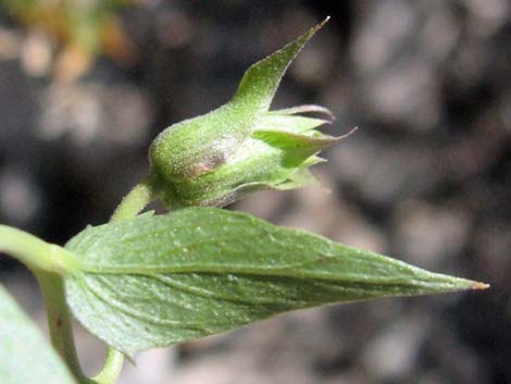 Pungent Brickellbush (Brickellia arguta)