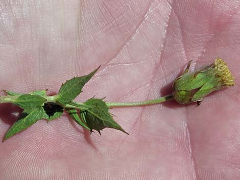 Pungent Brickellbush (Brickellia arguta)