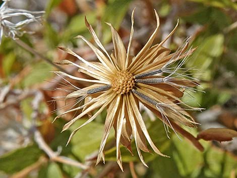 Pungent Brickellbush (Brickellia arguta)