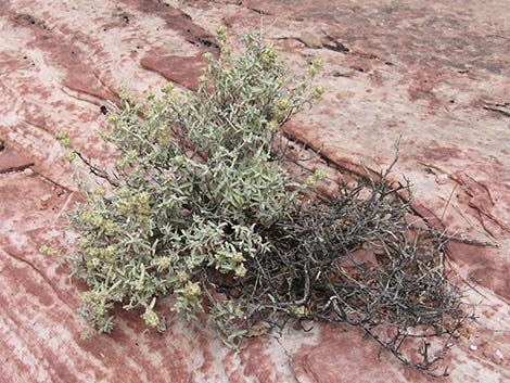 Utah Butterflybush (Buddleja utahensis)