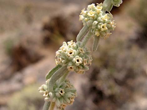 Utah Butterflybush (Buddleja utahensis)