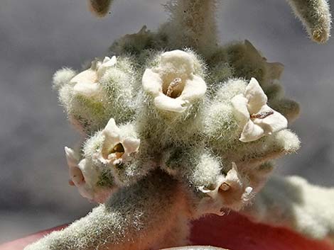 Utah Butterflybush (Buddleja utahensis)