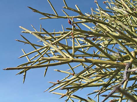 Crucifiction Thorn (Canotia holacantha)