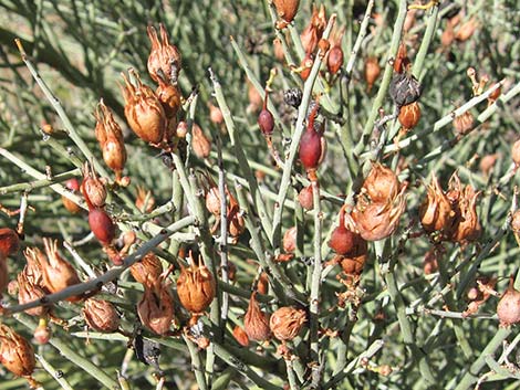 Crucifiction Thorn (Canotia holacantha)