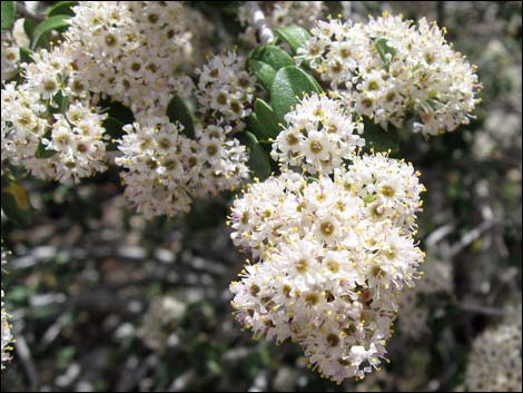 Mojave Ceanothus (Ceanothus greggii var. vestitus)