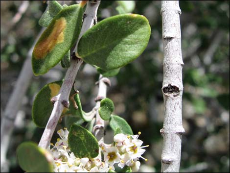 Mojave Ceanothus (Ceanothus greggii var. vestitus)