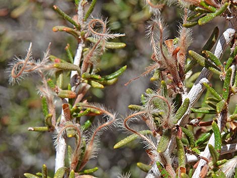 Littleleaf Mountain Mahogany (Cercocarpus intricatus)