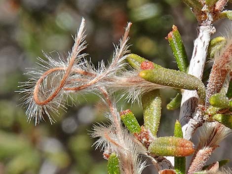 Littleleaf Mountain Mahogany (Cercocarpus intricatus)