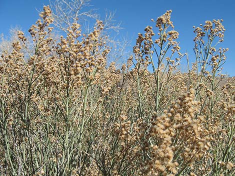 Rabbitbrush (Chrysothamnus spp.)