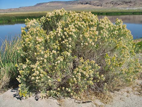 Yellow Rabbitbrush (Chrysothamnus viscidiflorus)