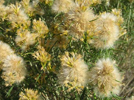 Yellow Rabbitbrush (Chrysothamnus viscidiflorus)