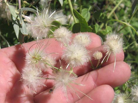 Western White Clematis (Clematis ligusticifolia)