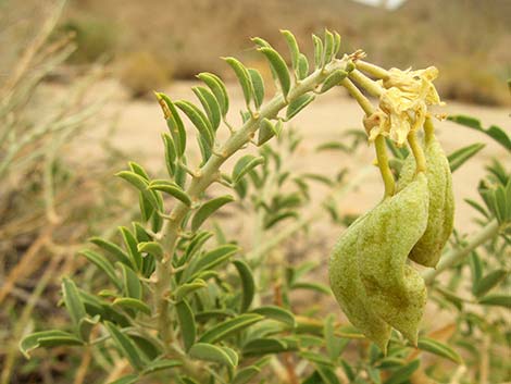 Bladderpod Spiderflower (Cleome isomeris)