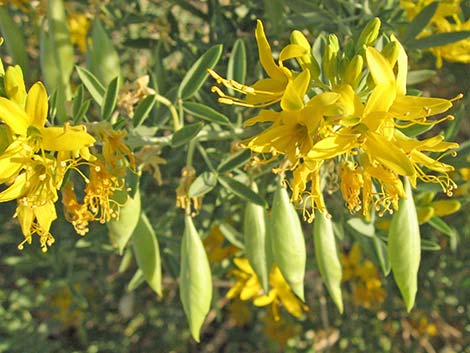 Bladderpod Spiderflower (Cleome isomeris)