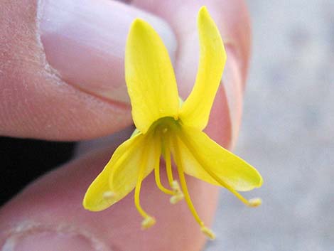 Bladderpod Spiderflower (Cleome isomeris)