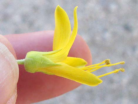 Bladderpod Spiderflower (Cleome isomeris)