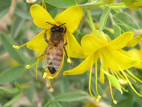 Bladderpod Spiderflower (Cleome isomeris)