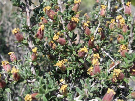 Blackbrush (Coleogyne ramosissima)