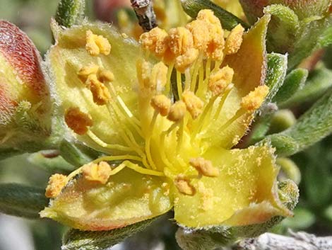 Blackbrush (Coleogyne ramosissima)