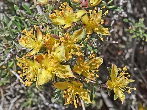 Blackbrush (Coleogyne ramosissima)