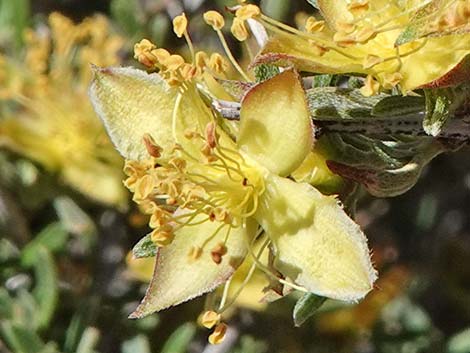 Blackbrush (Coleogyne ramosissima)