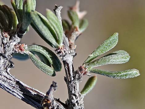 Blackbrush (Coleogyne ramosissima)