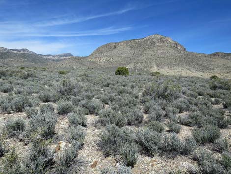 Blackbrush (Coleogyne ramosissima)