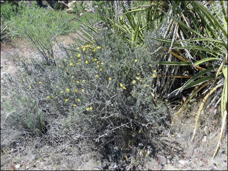 Blackbrush (Coleogyne ramosissima)