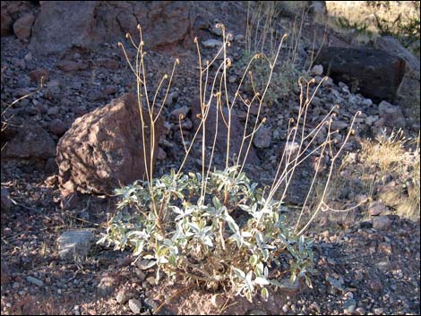 Goldenhills [Brittlebush] (Encelia farinosa)