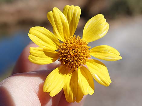 Goldenhills [Brittlebush] (Encelia farinosa)