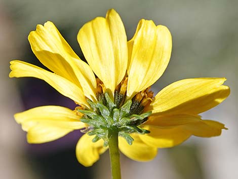 Goldenhills [Brittlebush] (Encelia farinosa)