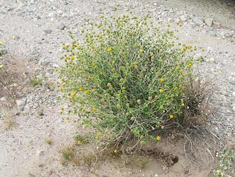 Button Brittlebush (Encelia frutescens)