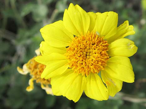 Virgin River Brittlebush (Encelia virginensis)