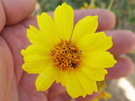 Virgin River Brittlebush (Encelia virginensis)