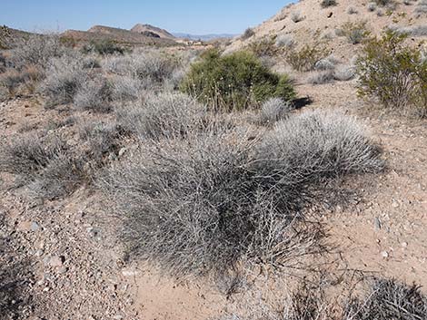 Virgin River Brittlebush (Encelia virginensis)